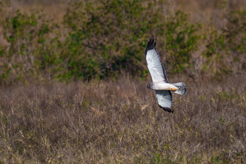 Northern Harrier -Male 2404.jpg :: Northern Harrier - adult male (Circus cyaneus) Galveston County, Texas