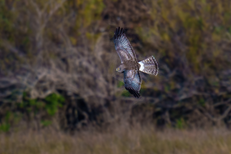 Northern Harrier -Male 2408.jpg :: Northern Harrier - adult male (Circus cyaneus) Galveston County, Texas