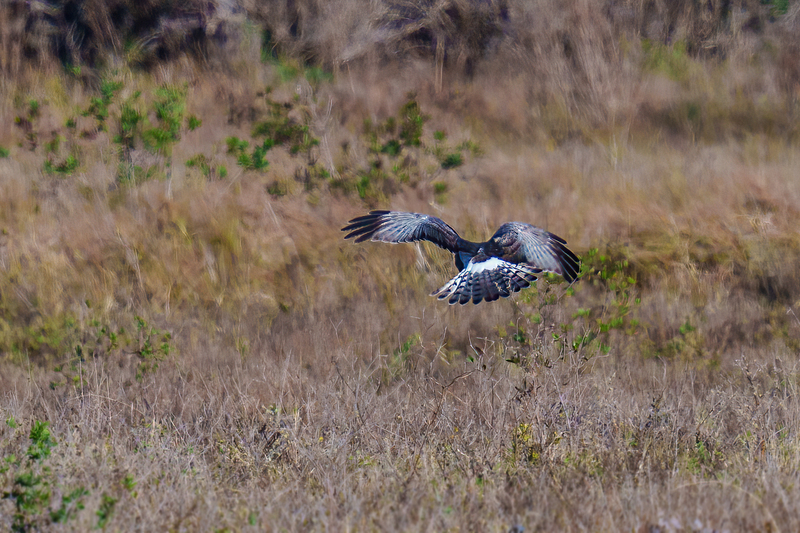 Northern Harrier -Male 2409.jpg :: Northern Harrier - adult male (Circus cyaneus) Galveston County, Texas