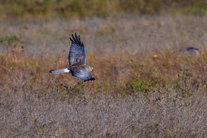 Northern Harrier -Male 2410.jpg :: Northern Harrier - adult male (Circus cyaneus) Galveston County, Texas