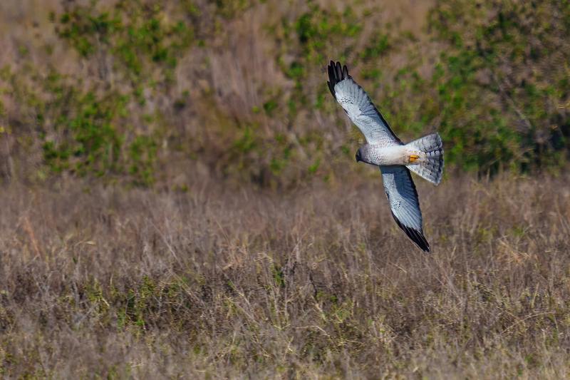 Northern Harrier -Male 2411.jpg :: Northern Harrier - adult male (Circus cyaneus) Galveston County, Texas