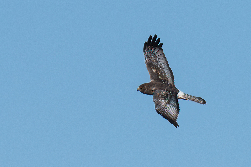 Northern Harrier -Male 2429.jpg :: Northern Harrier - adult male (Circus cyaneus) Adams County, Pennsylvania
