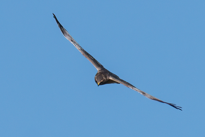 Northern Harrier -Male 2430.jpg :: Northern Harrier - adult male (Circus cyaneus) Adams County, Pennsylvania