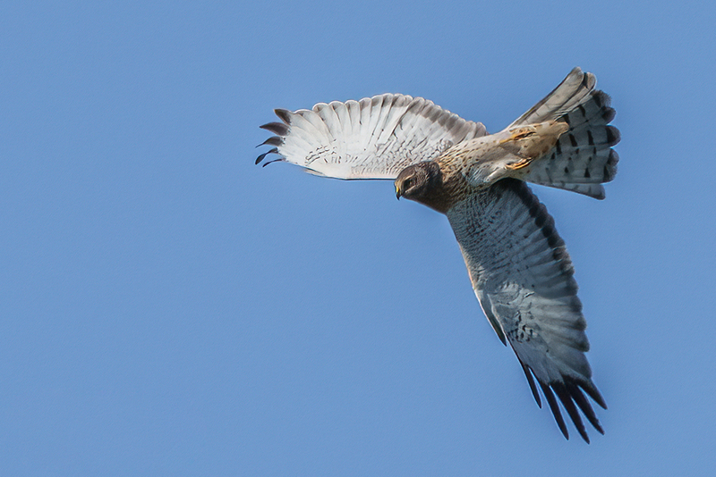 Northern Harrier -Male 2431.jpg :: Northern Harrier - adult male (Circus cyaneus) Adams County, Pennsylvania
