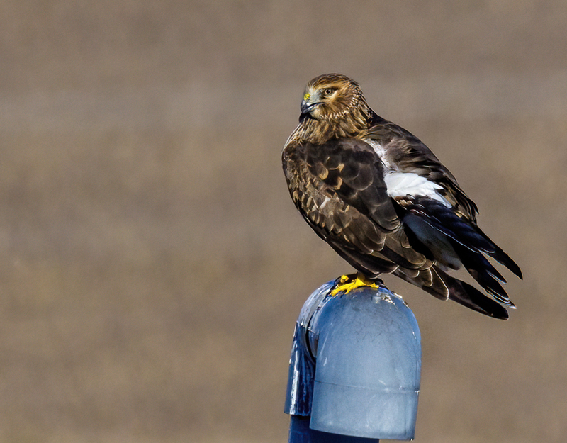 Northern Harrier Female 22128.jpg :: Northern Harrier (Circus cyaneus) Hopewell Township Recreation Area, York County, Pennsylvania