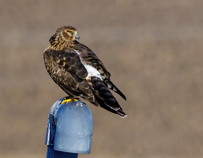 Northern Harrier Female 22129(1).jpg :: Northern Harrier (Circus cyaneus) Hopewell Township Recreation Area, York County, Pennsylvania