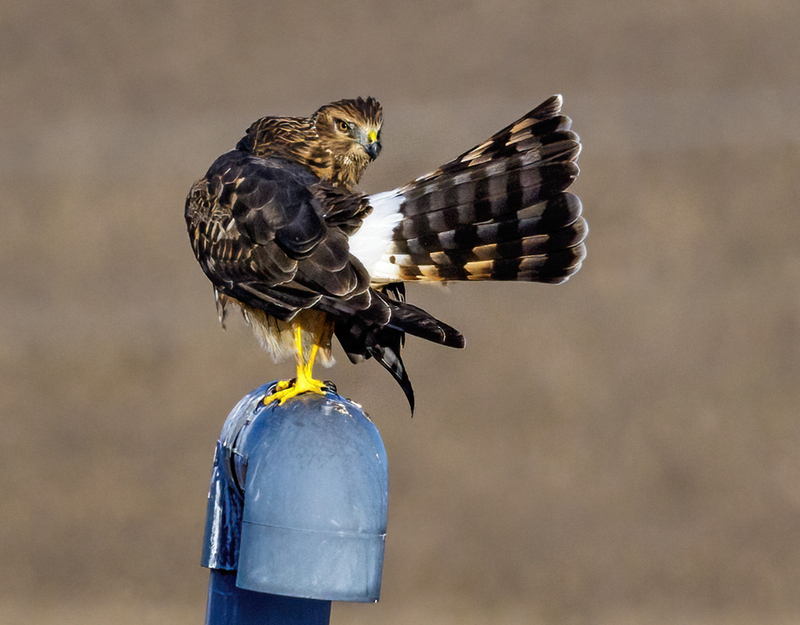 Northern Harrier Female 22131(1).jpg :: Northern Harrier (Circus cyaneus) Hopewell Township Recreation Area, York County, Pennsylvania