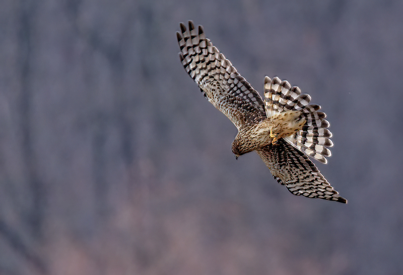 Northern Harrier Female 22145(1).jpg :: Northern Harrier (Circus cyaneus) Hopewell Township Recreation Area, York County, Pennsylvania