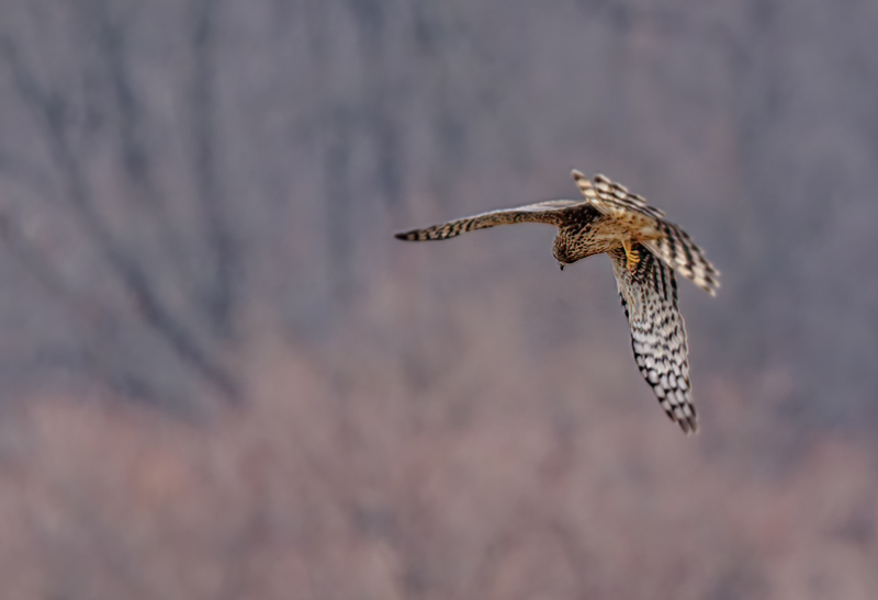Northern Harrier Female 22146(1).jpg :: Northern Harrier (Circus cyaneus) Hopewell Township Recreation Area, York County, Pennsylvania