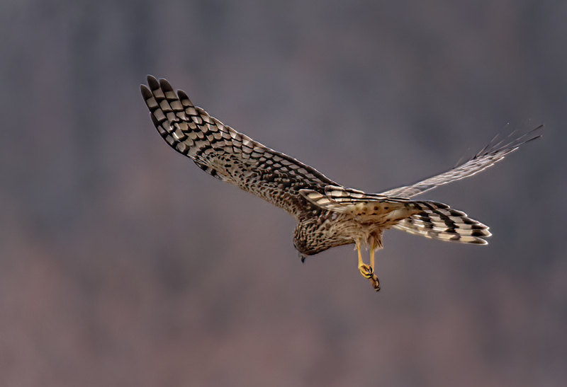 Northern Harrier Female 22147.jpg :: Northern Harrier (Circus cyaneus) Hopewell Township Recreation Area, York County, Pennsylvania
