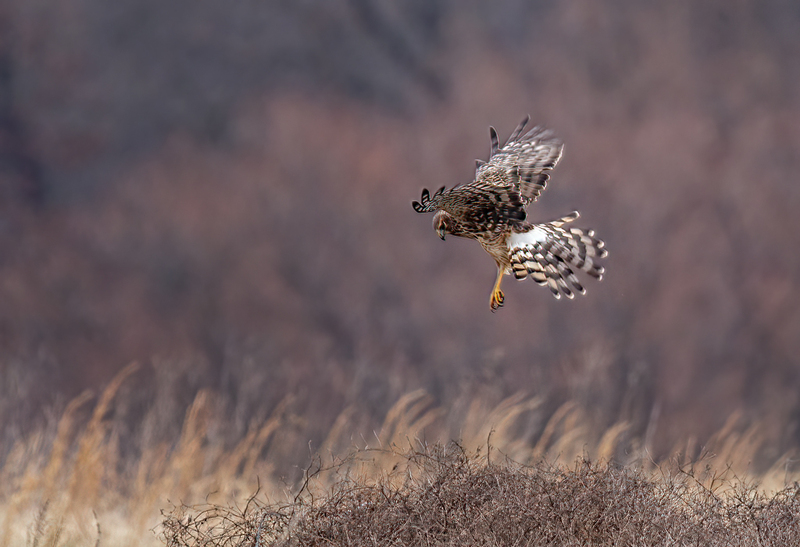 Northern Harrier Female 22148(1).jpg :: Northern Harrier (Circus cyaneus) Hopewell Township Recreation Area, York County, Pennsylvania