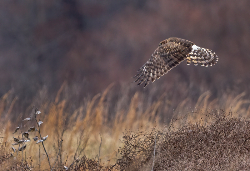 Northern Harrier Female 22149.jpg :: Northern Harrier (Circus cyaneus) Hopewell Township Recreation Area, York County, Pennsylvania