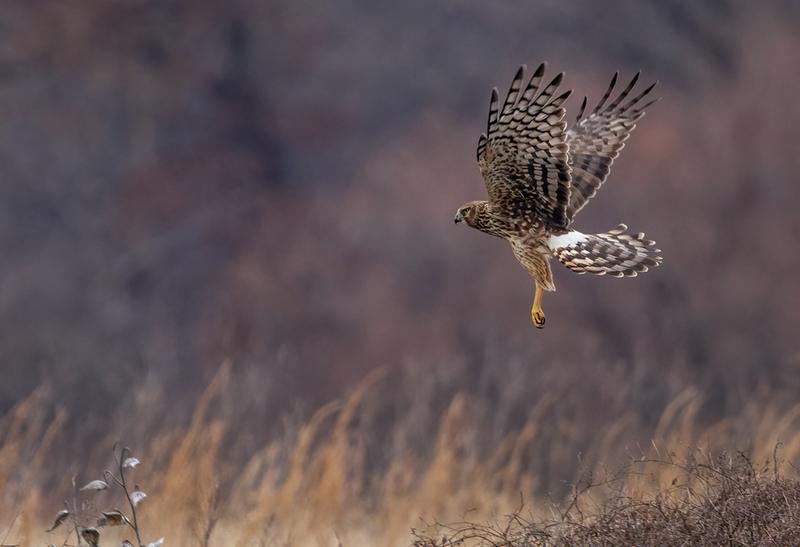Northern Harrier Female 22150(1).jpg :: Northern Harrier (Circus cyaneus) Hopewell Township Recreation Area, York County, Pennsylvania