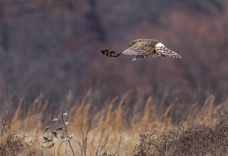 Northern Harrier Female 22151(1).jpg :: Northern Harrier (Circus cyaneus) Hopewell Township Recreation Area, York County, Pennsylvania