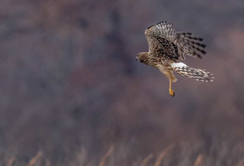 Northern Harrier Female 22152(1).jpg :: Northern Harrier (Circus cyaneus) Hopewell Township Recreation Area, York County, Pennsylvania