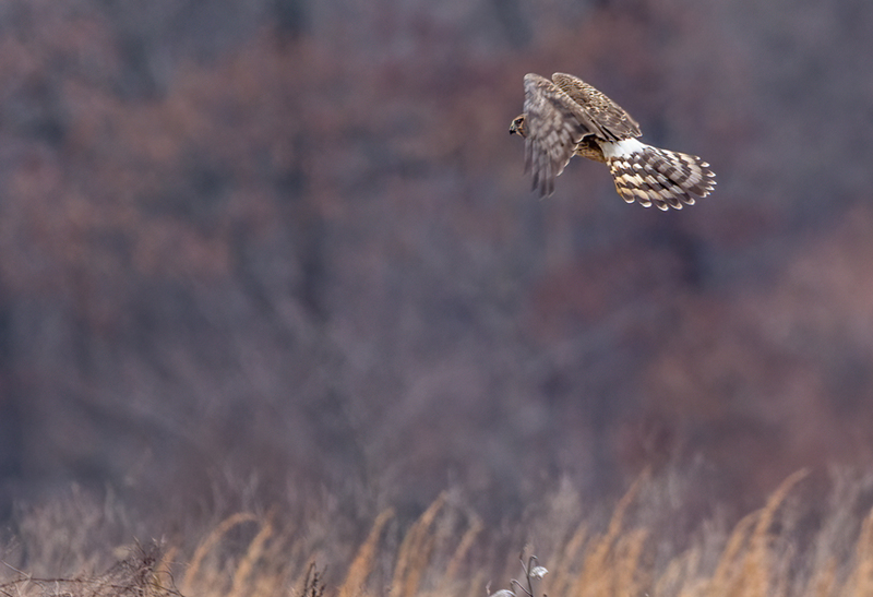 Northern Harrier Female 22153(1).jpg :: Northern Harrier (Circus cyaneus) Hopewell Township Recreation Area, York County, Pennsylvania