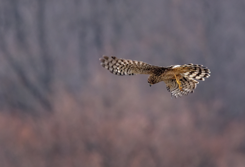 Northern Harrier Female 22154.jpg :: Northern Harrier (Circus cyaneus) Hopewell Township Recreation Area, York County, Pennsylvania