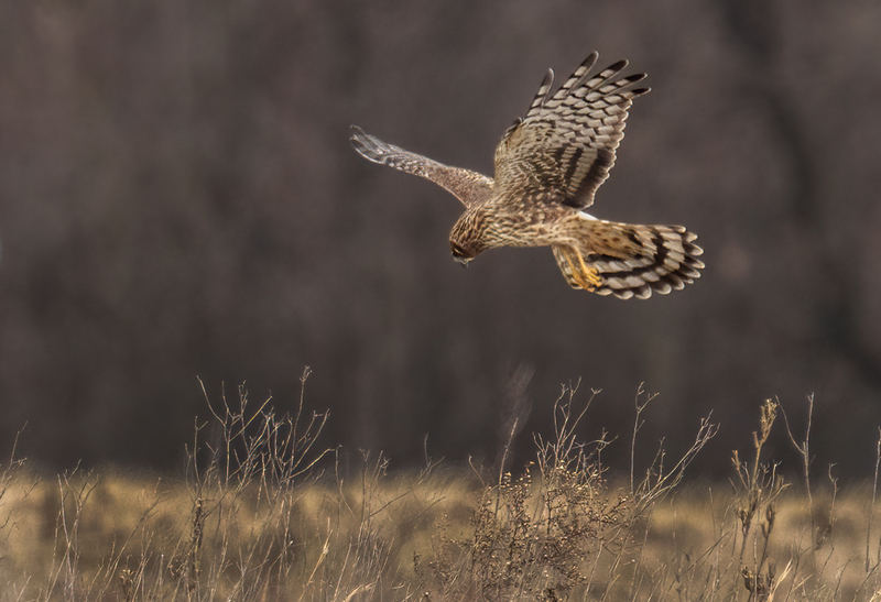 Northern Harrier Female 22159(1).jpg :: Northern Harrier (Circus cyaneus) Hopewell Township Recreation Area, York County, Pennsylvania