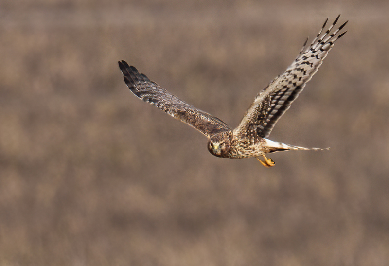 Northern Harrier Female 22160.jpg :: Northern Harrier (Circus cyaneus) Hopewell Township Recreation Area, York County, Pennsylvania