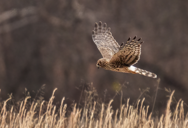 Northern Harrier Female 22161(1).jpg :: Northern Harrier (Circus cyaneus) Hopewell Township Recreation Area, York County, Pennsylvania