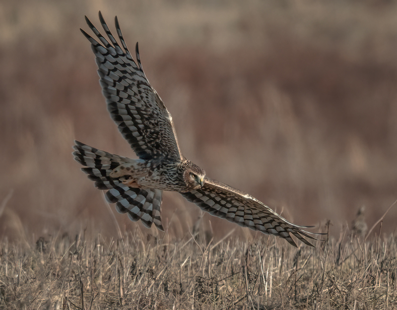 Northern Harrier Female 2301(1).jpg :: Northern Harrier (Circus cyaneus) Hopewell Township Recreation Area, York County, Pennsylvania