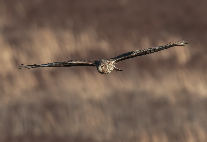 Northern Harrier Female 2302(1).jpg :: Northern Harrier (Circus cyaneus) Hopewell Township Recreation Area, York County, Pennsylvania