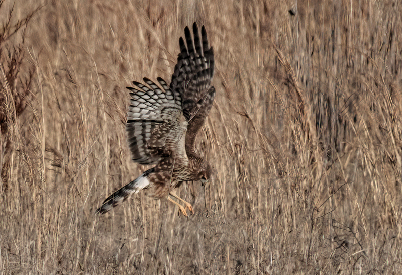 Northern Harrier Female 2303(1).jpg :: Northern Harrier (Circus cyaneus) Hopewell Township Recreation Area, York County, Pennsylvania