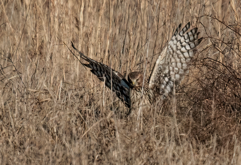 Northern Harrier Female 2304(1).jpg :: Northern Harrier (Circus cyaneus) Hopewell Township Recreation Area, York County, Pennsylvania