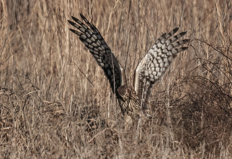 Northern Harrier Female 2305(1).jpg :: Northern Harrier (Circus cyaneus) Hopewell Township Recreation Area, York County, Pennsylvania