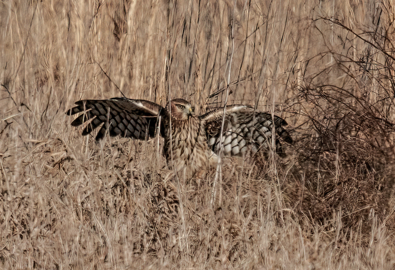 Northern Harrier Female 2306(1).jpg :: Northern Harrier (Circus cyaneus) Hopewell Township Recreation Area, York County, Pennsylvania