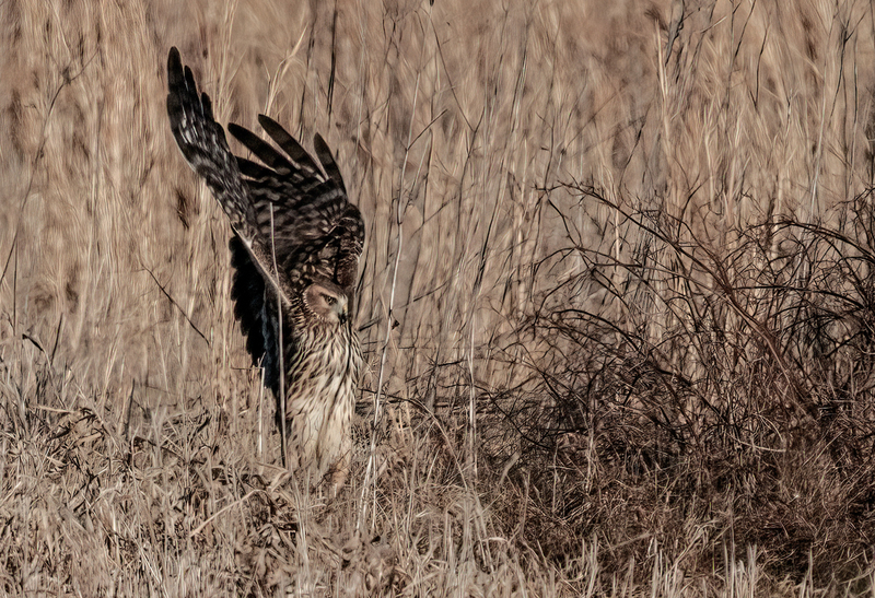 Northern Harrier Female 2307(1).jpg :: Northern Harrier (Circus cyaneus) Hopewell Township Recreation Area, York County, Pennsylvania