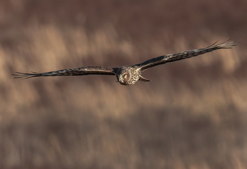Northern Harrier Female 2309(1).jpg :: Northern Harrier (Circus cyaneus) Hopewell Township Recreation Area, York County, Pennsylvania