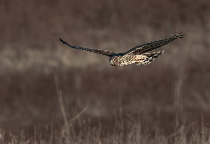 Northern Harrier Female 2310(1).jpg :: Northern Harrier (Circus cyaneus) Hopewell Township Recreation Area, York County, Pennsylvania