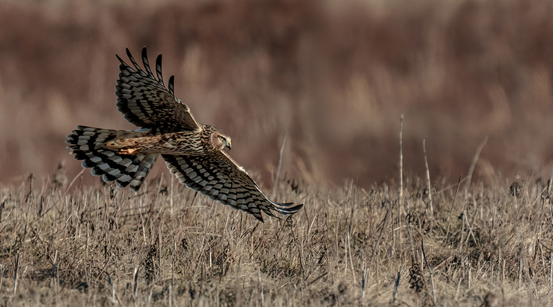 Northern Harrier Female 2312(1).jpg :: Northern Harrier (Circus cyaneus) Hopewell Township Recreation Area, York County, Pennsylvania