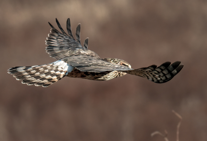 Northern Harrier Female 2313(1).jpg :: Northern Harrier (Circus cyaneus) Hopewell Township Recreation Area, York County, Pennsylvania