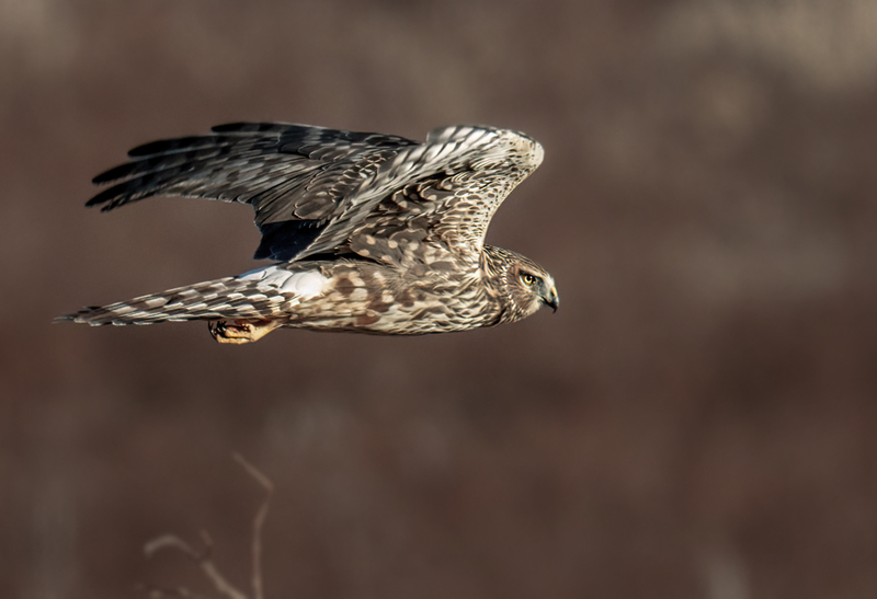 Northern Harrier Female 2314(1).jpg :: Northern Harrier (Circus cyaneus) Hopewell Township Recreation Area, York County, Pennsylvania