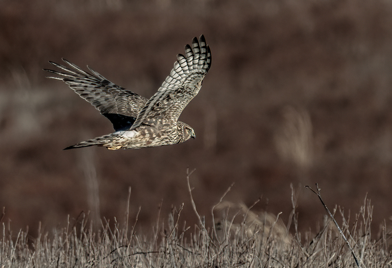 Northern Harrier Female 2315(1).jpg :: Northern Harrier (Circus cyaneus) Hopewell Township Recreation Area, York County, Pennsylvania