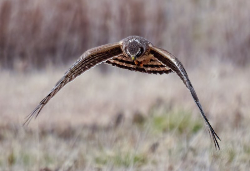 Northern Harrier Female 2316.jpg :: Northern Harrier (Circus cyaneus) Hopewell Township Recreation Area, York County, Pennsylvania