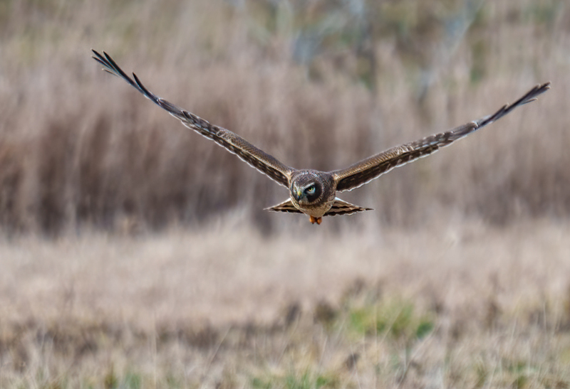 Northern Harrier Female 2317(1).jpg :: Northern Harrier (Circus cyaneus) Hopewell Township Recreation Area, York County, Pennsylvania