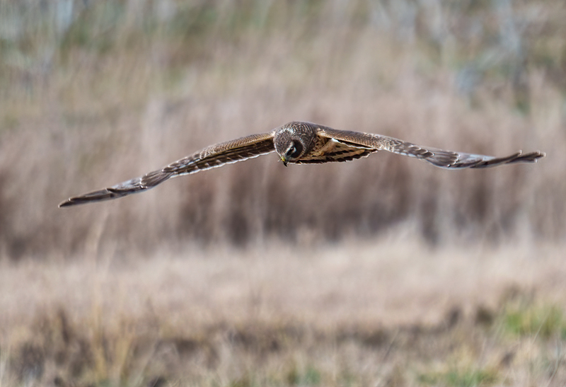 Northern Harrier Female 2318(1).jpg :: Northern Harrier (Circus cyaneus) Hopewell Township Recreation Area, York County, Pennsylvania