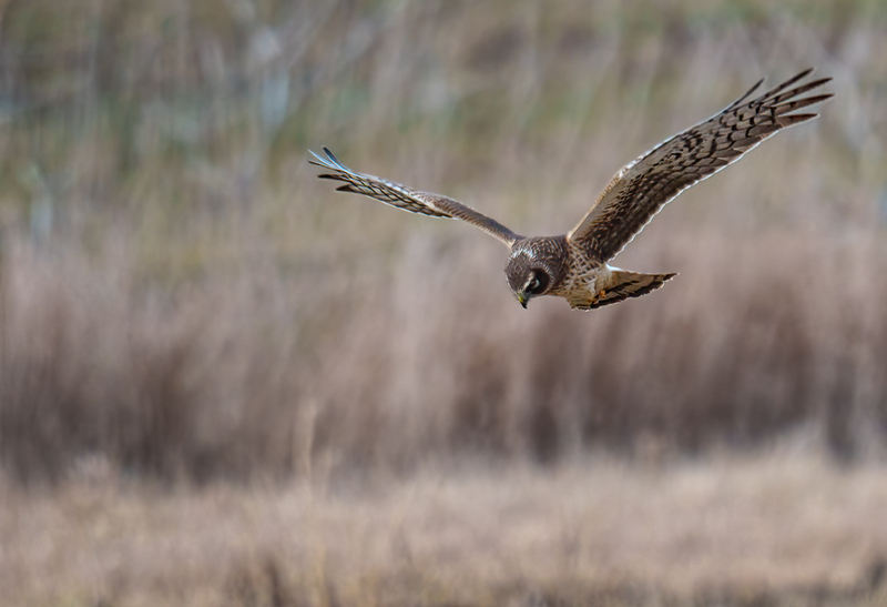 Northern Harrier Female 2319(1).jpg :: Northern Harrier (Circus cyaneus) Hopewell Township Recreation Area, York County, Pennsylvania