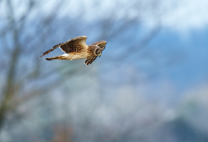 Northern Harrier Female 2320(1).jpg :: Northern Harrier (Circus cyaneus) Hopewell Township Recreation Area, York County, Pennsylvania