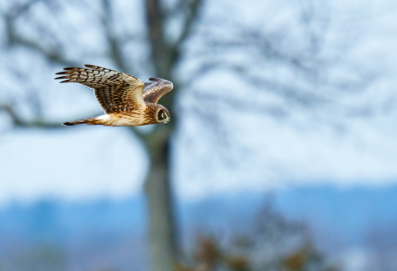 Northern Harrier Female 2321(1).jpg :: Northern Harrier (Circus cyaneus) Hopewell Township Recreation Area, York County, Pennsylvania