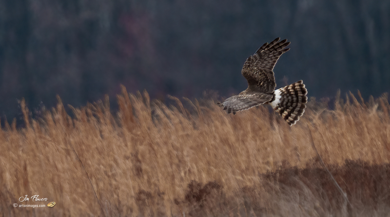 Northern Harrier Female 2322.jpg :: Northern Harrier (Circus cyaneus) Hopewell Township Recreation Area, York County, Pennsylvania