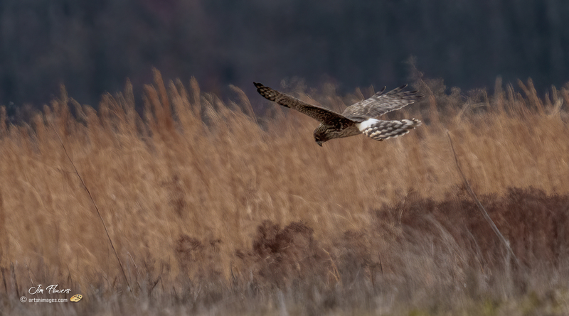 Northern Harrier Female 2323.jpg :: Northern Harrier (Circus cyaneus) Hopewell Township Recreation Area, York County, Pennsylvania