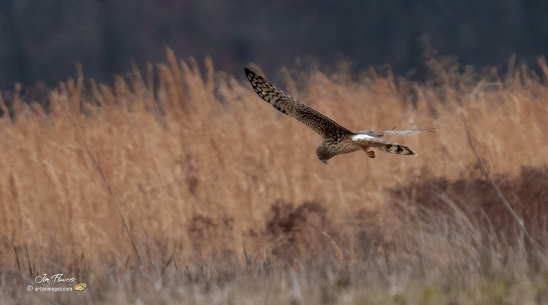 Northern Harrier Female 2324.jpg :: Northern Harrier (Circus cyaneus) Hopewell Township Recreation Area, York County, Pennsylvania