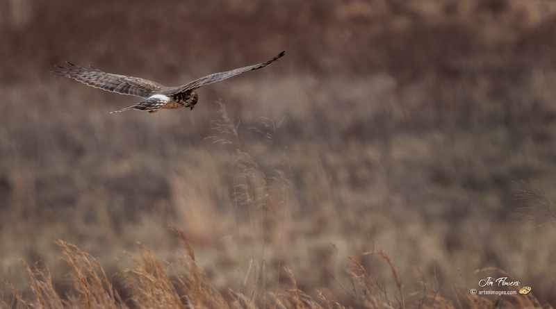 Northern Harrier Female 2325.jpg :: Northern Harrier (Circus cyaneus) Hopewell Township Recreation Area, York County, Pennsylvania