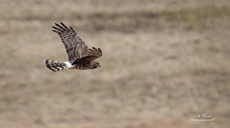 Northern Harrier Female 2326.jpg :: Northern Harrier (Circus cyaneus) Hopewell Township Recreation Area, York County, Pennsylvania