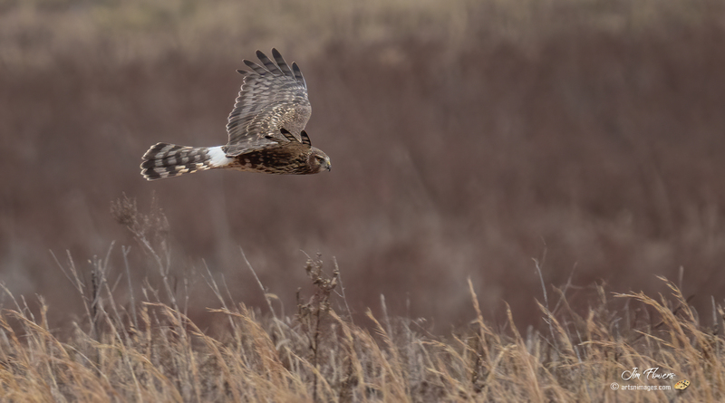 Northern Harrier Female 2327.jpg :: Northern Harrier (Circus cyaneus) Hopewell Township Recreation Area, York County, Pennsylvania