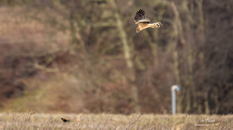Northern Harrier Female 2328.jpg :: Northern Harrier (Circus cyaneus) Hopewell Township Recreation Area, York County, Pennsylvania